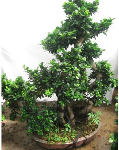 Dried Magic Mushrooms, Brand Name : ROOM3432