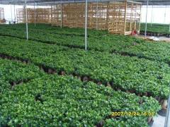 King Oyster Magic Mushroom