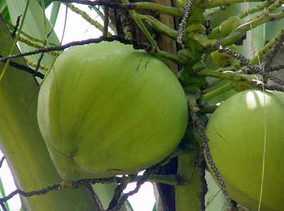 Coconut