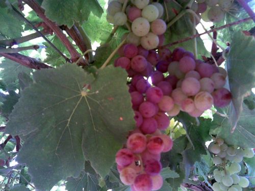 Fresh grapes, Storage : Cool Place