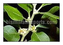 Ashwagandha Leaves, Color : Green