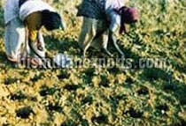 Bio Fertilizers, For Agriculture, Purity : 100%