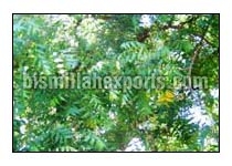 Neem Powder, Variety : NATURAL