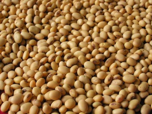 Soya Bean