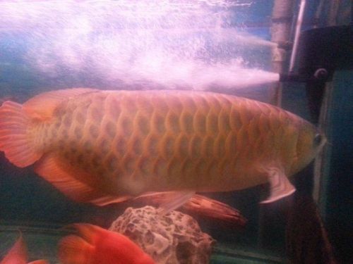 Arowana Fish