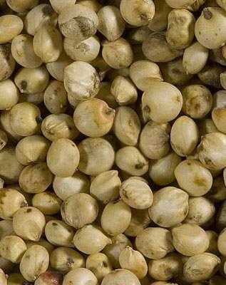 Sorghum Grain