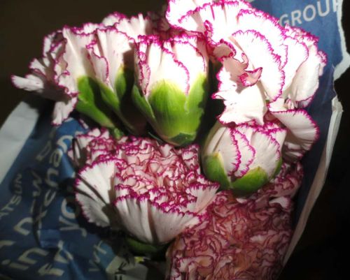 Carnation Flowers