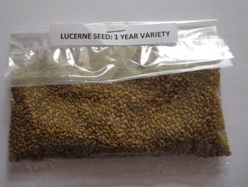 Cattle Grass Seed