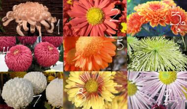 Chrysanthemum Flower Seed