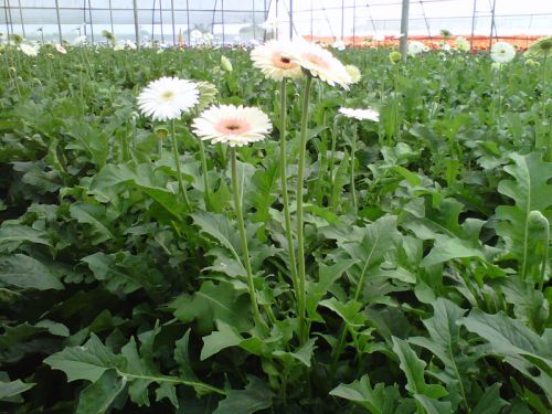 Gerbera Flowers