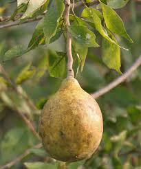 Common Juglans Regia Seed, For Agriculture, Style : Natural