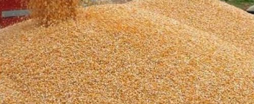Corn For Animal & Human Feed