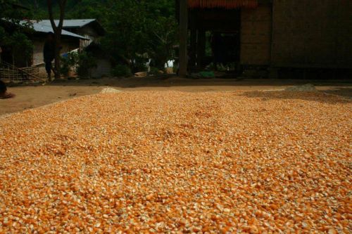 Red and White Sorghum Grain