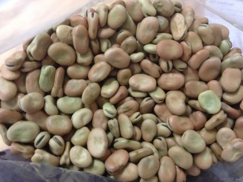 Iqf Fava Bean