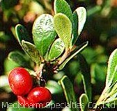 Alpha Arbutin, Brand Name : Medipharm