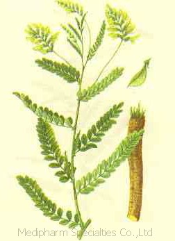 Astragalus Root Extract, Brand Name : Medipharm