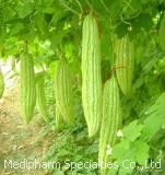 Bitter Melon Extract, Brand Name : Medipharm