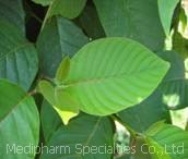 Camptothecin, Brand Name : plant extract