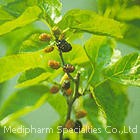 Mulberry Leaf Extract