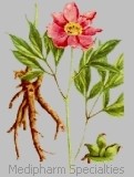 Peony Root Extract