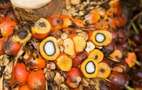 Palm oil, Shelf Life : 1Year