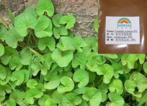 Centella Asiatica Extract