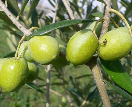 Olive Leaf Extract
