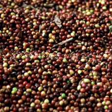 Arabica Coffee Beans