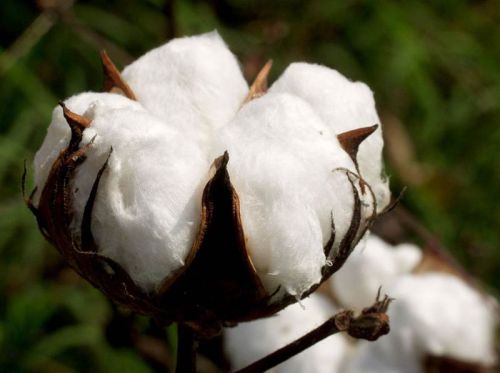 Raw cotton, Packaging Type : Loose