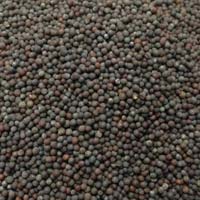 Carmel Organics Black Mustard