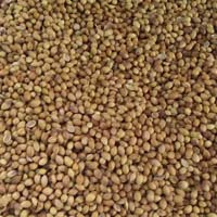 Coriander seeds, Purity : 99.9%