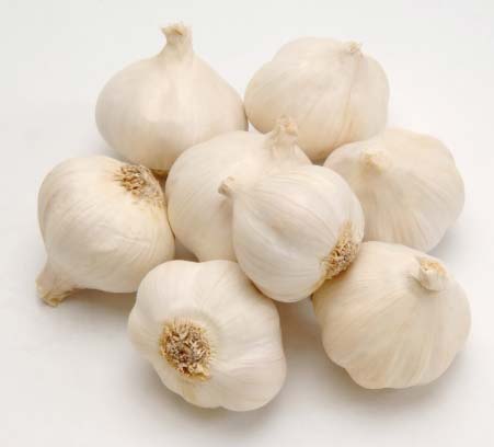 Garlic Bulb