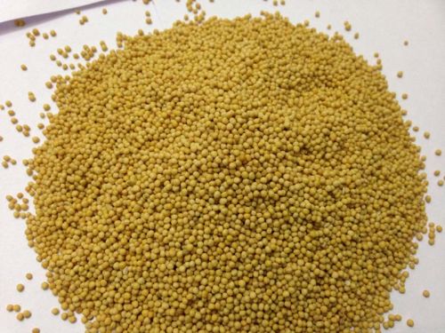 Yellow Mustard Seeds, Cultivation Type : Organic