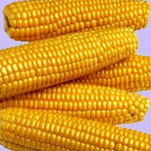 Yellow maize seeds, Application : Making Popcorn, Cattle Feed