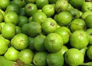 Fresh Guava