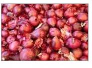 High Quality Fresh Onion