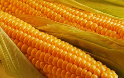 Yellow maize, Purity : 95%