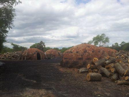 Hardwood charcoal Form : Solid