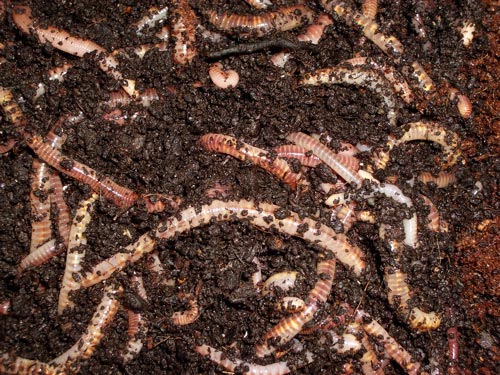 Earthworms