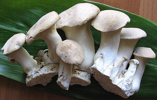 Dried Mushroom, Fresh Mushroom