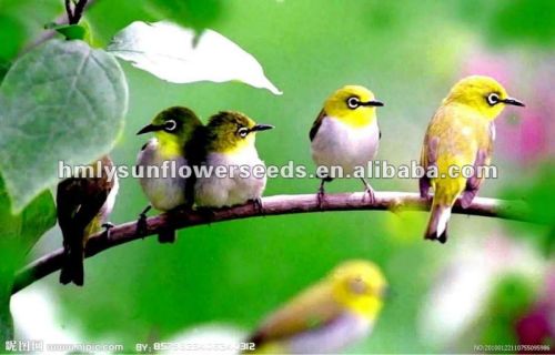 Bird Food, Sunflower Kernels and Seeds, New Crop