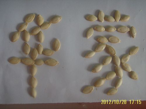 Shihua pumpkin seeds