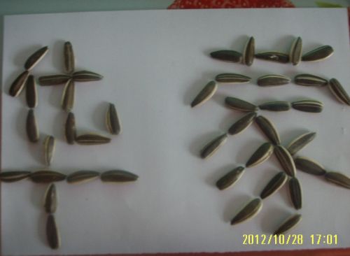 Sunflower seeds, Brand Name : shihua