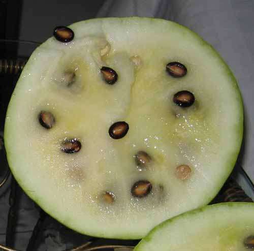 Watermelon Seeds