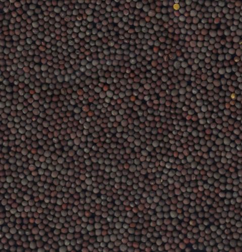 Black Mustard Seeds, Packaging Type : PP Bag