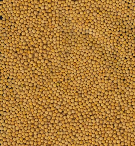 Yellow Mustard Seeds