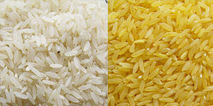 Non basmati rice, Country of Origin : India