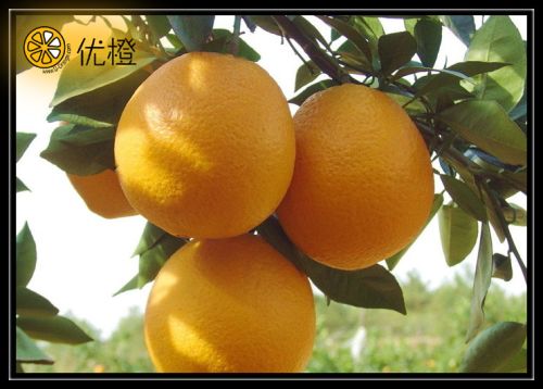 Navel Orange