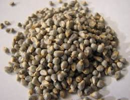 Bajra Seeds