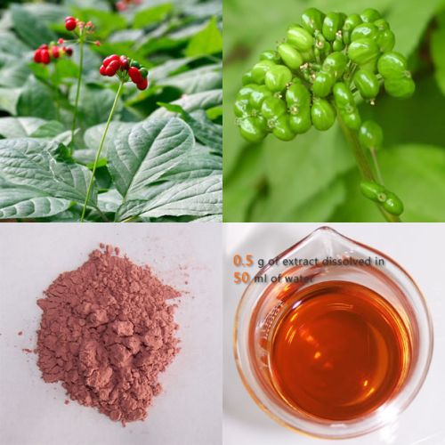 Ginseng Berry Fruit Extract, Brand Name : Panax